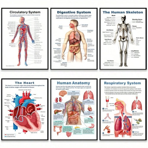 6pcs Anatomical Human Body Poster Set- Frameless Design, 8x10 Inches, 2D Flat Graphic, Paper Material, Human Biology, Anatomy Charts, Science Poster Prints For High School, Education, Classroom Decor