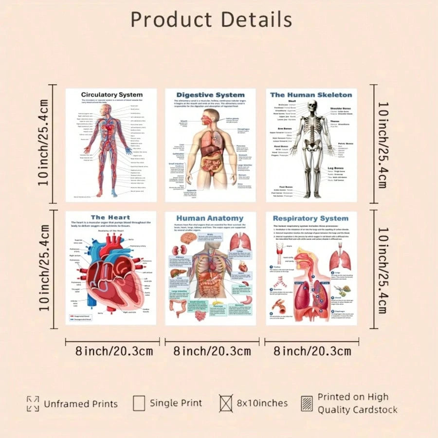 6pcs Anatomical Human Body Poster Set- Frameless Design, 8x10 Inches, 2D Flat Graphic, Paper Material, Human Biology, Anatomy Charts, Science Poster Prints For High School, Education, Classroom Decor