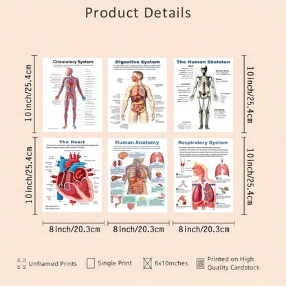 6pcs Anatomical Human Body Poster Set- Frameless Design, 8x10 Inches, 2D Flat Graphic, Paper Material, Human Biology, Anatomy Charts, Science Poster Prints For High School, Education, Classroom Decor