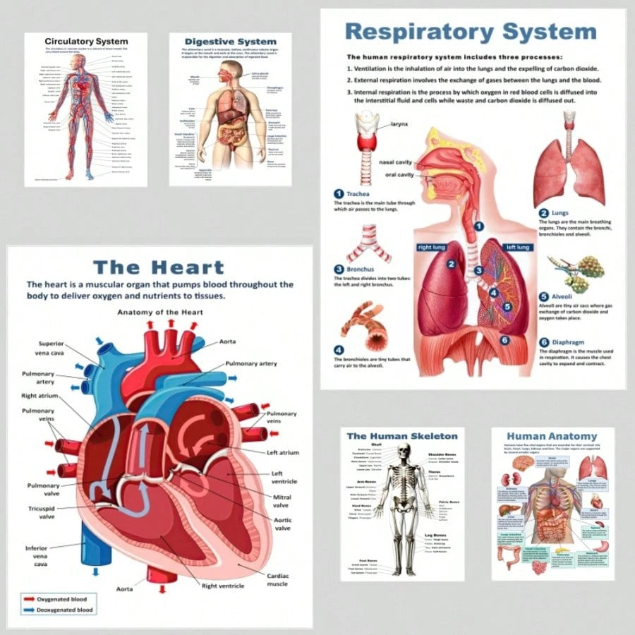 6pcs Anatomical Human Body Poster Set- Frameless Design, 8x10 Inches, 2D Flat Graphic, Paper Material, Human Biology, Anatomy Charts, Science Poster Prints For High School, Education, Classroom Decor
