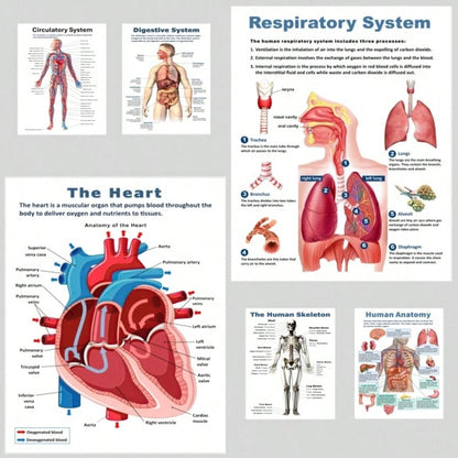 6pcs Anatomical Human Body Poster Set- Frameless Design, 8x10 Inches, 2D Flat Graphic, Paper Material, Human Biology, Anatomy Charts, Science Poster Prints For High School, Education, Classroom Decor