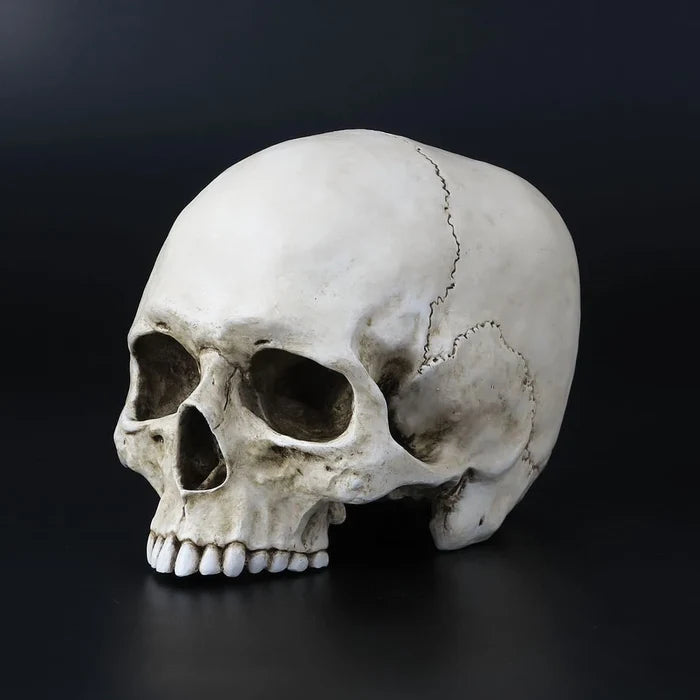 Life Size Jawless Human Skull