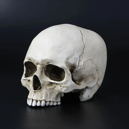 Life Size Jawless Human Skull