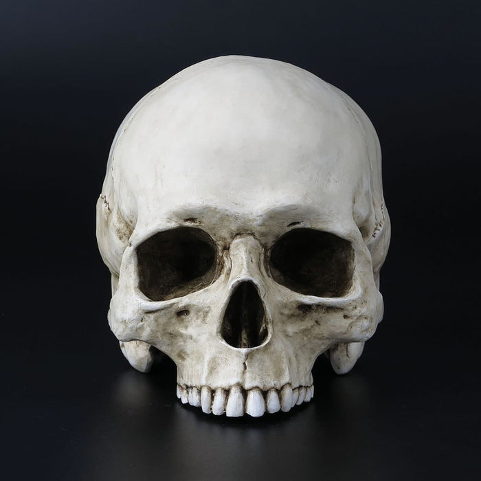 Life Size Jawless Human Skull