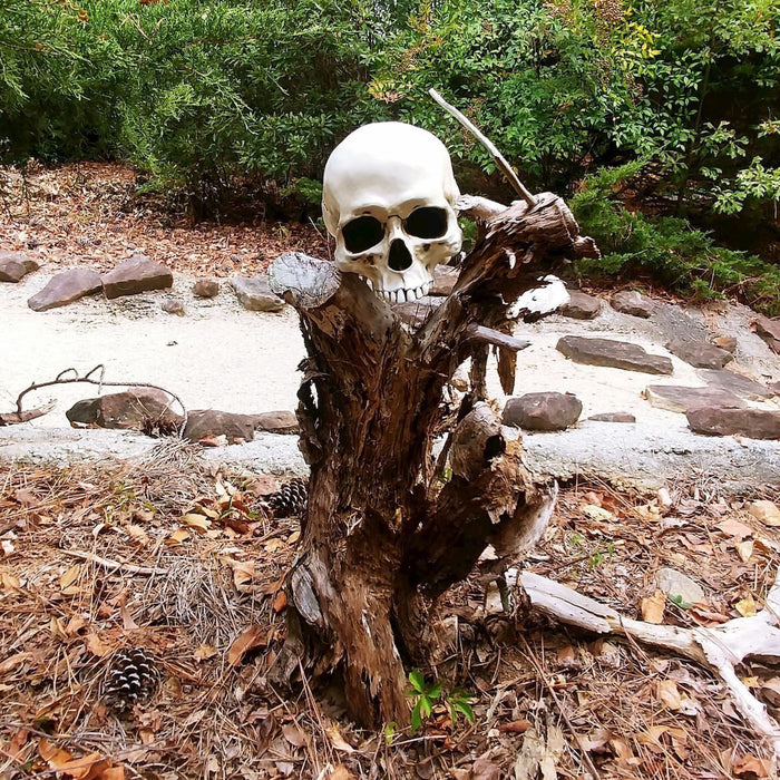 Life Size Jawless Human Skull