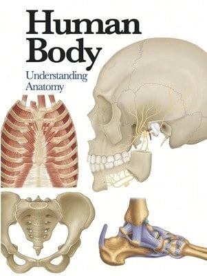 Pre-Owned Human Body: Understanding Anatomy (Paperback) By Jane De Burgh