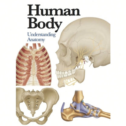 Pre-Owned Human Body: Understanding Anatomy (Paperback) By Jane De Burgh