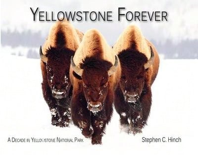 Pre-Owned Yellowstone Forever: A Decade In Yellowstone National Park (Paperback) By Stephen C Hinch
