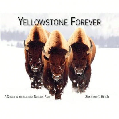 Pre-Owned Yellowstone Forever: A Decade In Yellowstone National Park (Paperback) By Stephen C Hinch